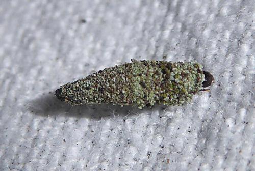 Dahlica sp.